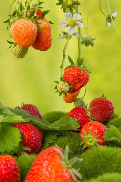 Fresas Maduras Flores Blancas Colgando Para Ser Recogidas —  Fotos de Stock