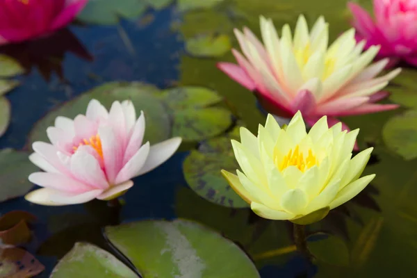 Perfect Water Lily Blooming Nymphaea Nursery — Stock Photo, Image