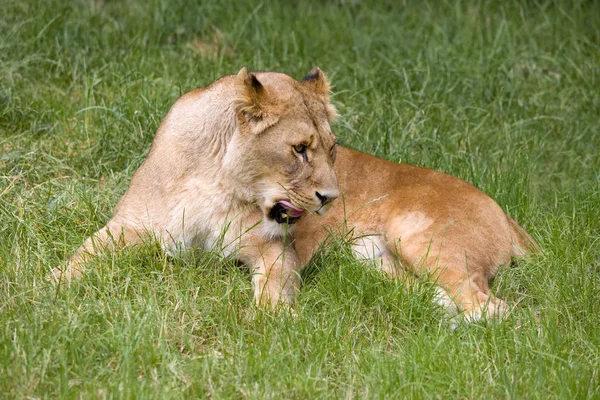 Natürliches Verhalten Junger Afrikanischer Löwin — Stockfoto