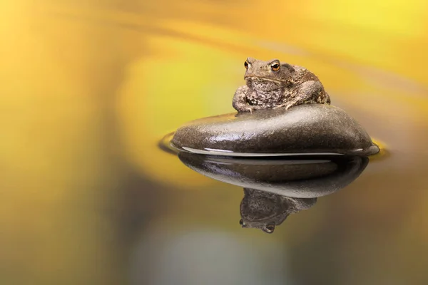 Grand Crapaud Européen Assis Sur Caillou Dans Étang — Photo