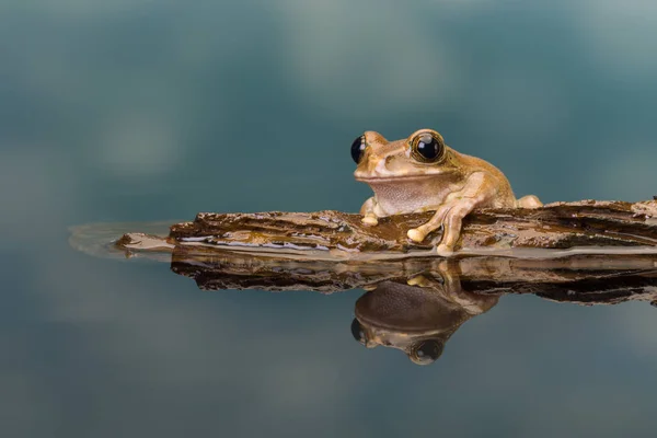 Rana Dagli Occhi Oro Rana Del Latte Amazzonico Trachycephalus Resinifictrix — Foto Stock