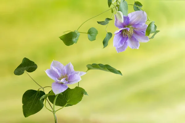 Lindas Flores Clematis Coloridas Lavanda — Fotografia de Stock