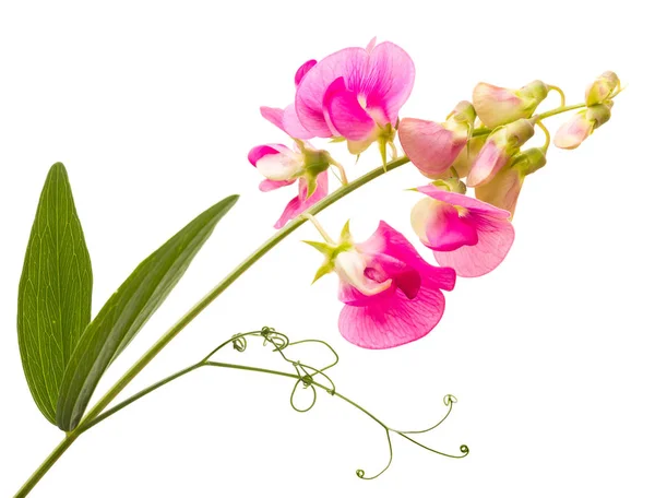 Zachte Roze Sweet Pea Lathyrus Bloemen Geïsoleerd Tegen Een Witte — Stockfoto