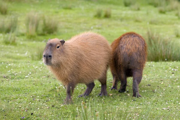 Zuid Amerikaanse Capibara Hydrochaeris Het Grootste Knaagdier Wereld — Stockfoto