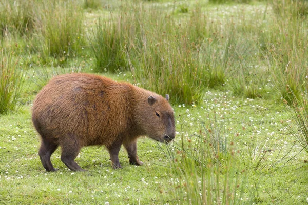 Zuid Amerikaanse Capibara Hydrochaeris Het Grootste Knaagdier Wereld — Stockfoto