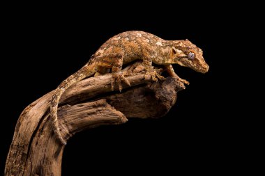 Çirkin yaratık gecko ölü ağaç dal