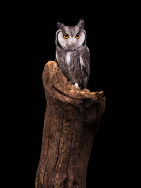 Afrikalı beyaz baykuş karşı karşıya bir ağaç gövdesinde oturan