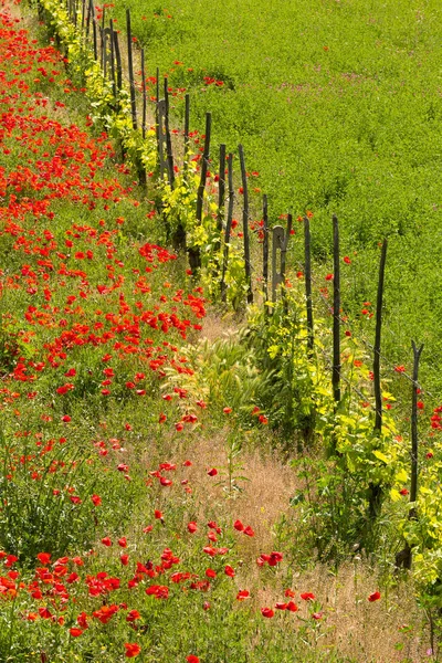 意大利托斯卡纳草地和罂粟田之间的一排藤蔓 — 图库照片