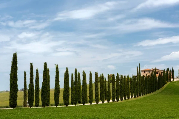 Cyprès Debout Long Une Ruelle Vers Une Villa Toscane Près — Photo