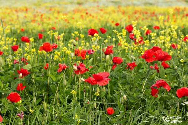 Campo Flores Silvestres Con Amapolas —  Fotos de Stock