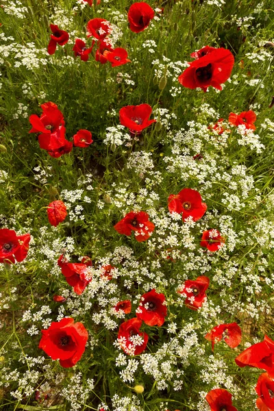 Imagem Vista Superior Papoilas Vermelhas Flores Silvestres Brancas Toscana — Fotografia de Stock