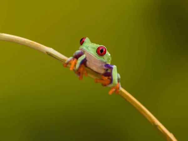 Callidryas Красного Глазами Зеленая Древесная Лягушка Коста Рики — стоковое фото