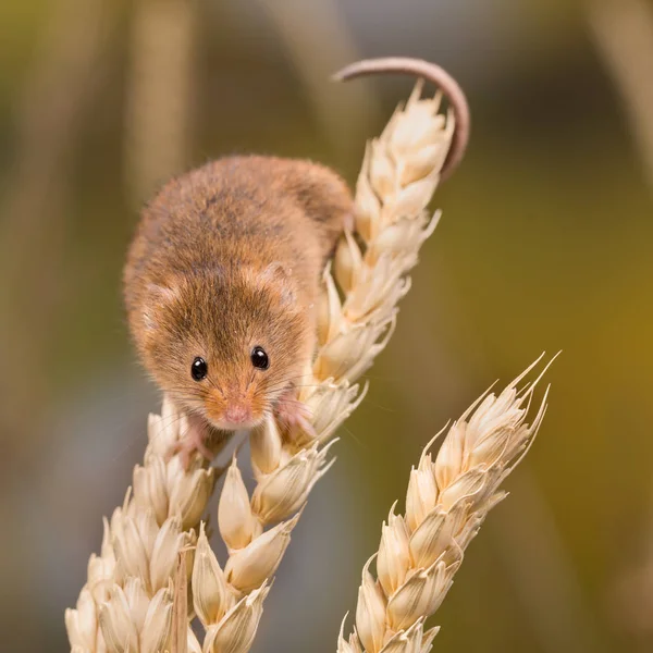 Mikroplar ya da Buğday tarlasında Fare Hasadı