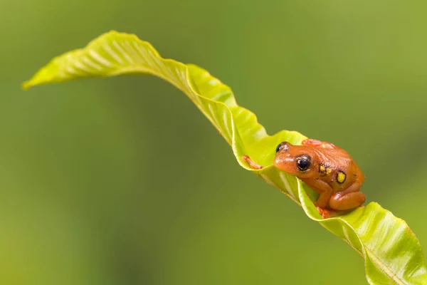 Jasně Oranžová Zlatá Ostřice Žába Sedící Zelený List — Stock fotografie