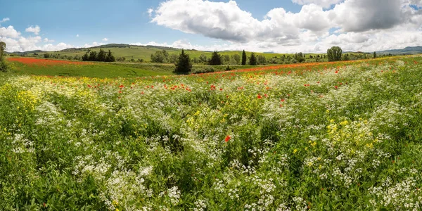 Panoramautsikt Över Ett Wildflower Fält Böljande Kullarna Toscana Nära Pienza — Stockfoto