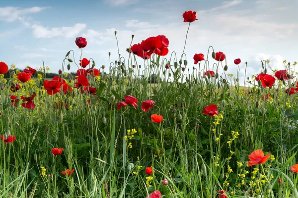 Poppies Wildflowers Shot Blue Sky Tuscany — Stock Photo, Image