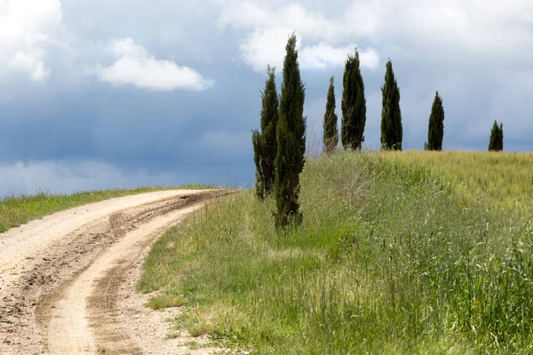 Cypress Trees Alonside Footpath Tuscan Hills Pienza — Stock Photo, Image