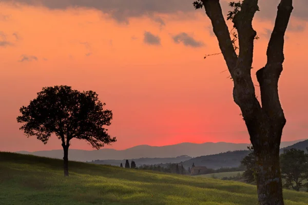 Дерева Золотий Захід Сонця Вечірній Світло Тосканських Пагорбів Поблизу Піенца — стокове фото