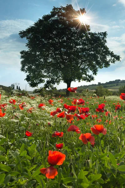 Sunflare Backlit Tree Wildflower Field Tuscany Italy — Stock Photo, Image