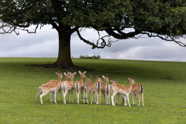 Eksen geyik veya büyük ağacın altında Hindistan'dan Chitalın geyik
