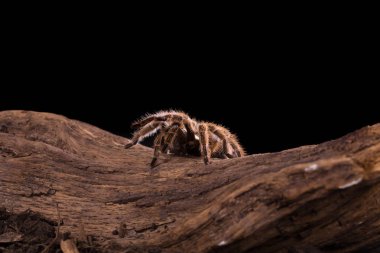 Şili Rose Tarantula büyük sırt örümcek ile kıllı detay çok