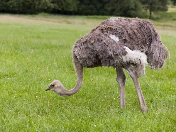 Vrouwelijke Struisvogel Zoek Naar Voedsel Graslanden — Stockfoto