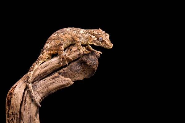 Gargulec Gecko Gałęzi Drzewa Martwe — Zdjęcie stockowe