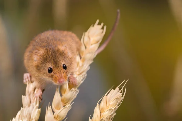 Micromys Minutus Nebo Sklizeň Myší Pšeničném Poli — Stock fotografie