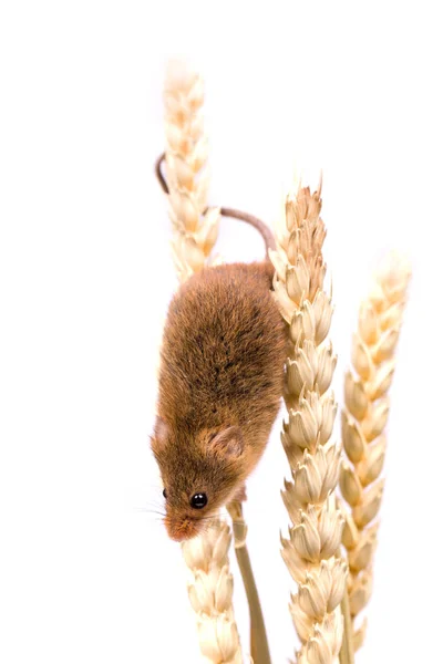 Micromys Minutus Ποντίκι Συγκομιδή Στο Πεδίο Σιτάρι — Φωτογραφία Αρχείου