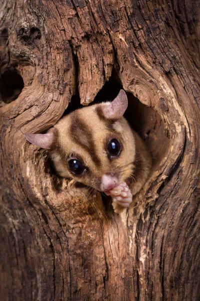 从树洞偷看的一只糖滑翔松鼠特写镜头 — 图库照片