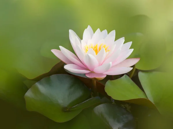 Perfect Water Lily Blooming Nymphaea Nursery — Stock Photo, Image