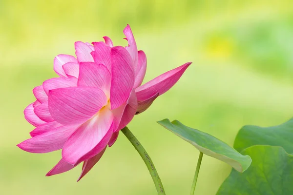 Full bloom of a lotus flower named Lotus Nelumbo Elite Red
