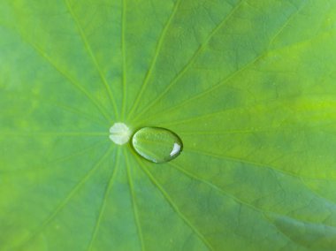 Bir lotus çiçeği büyük bir yaprak ayrıntılarını