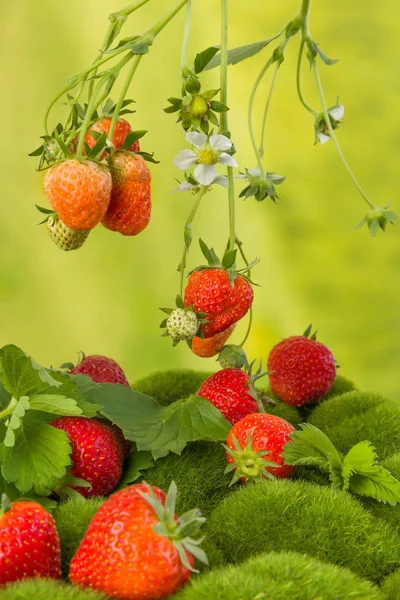 Fresas Maduras Flores Blancas Colgando Para Ser Recogidas —  Fotos de Stock