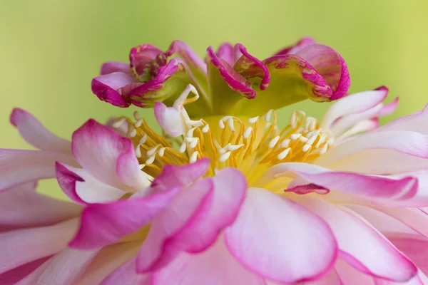 Lootuksen Kukan Täyskukka Nimeltään Lotus Nelumbo Elite Red — kuvapankkivalokuva