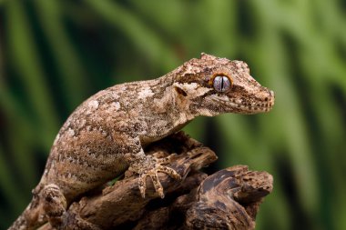 Çirkin yaratık gecko ölü ağaç dal