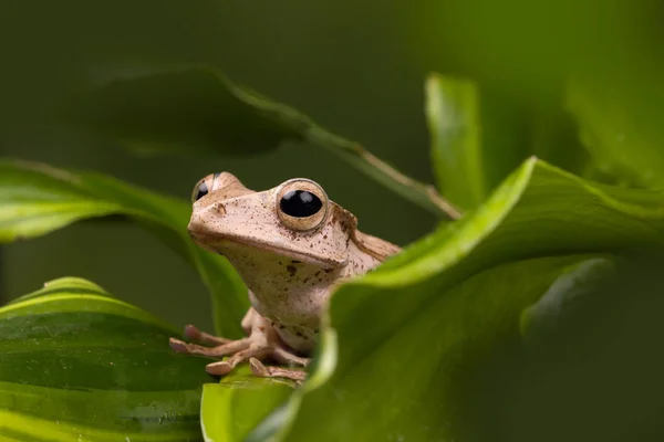 緑の葉に大人のボルネオ耳カエル — ストック写真