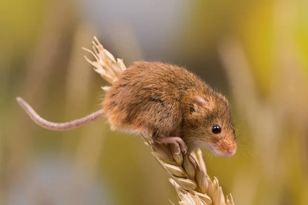 Micromys Minutus Oogstmuis Tarweveld — Stockfoto