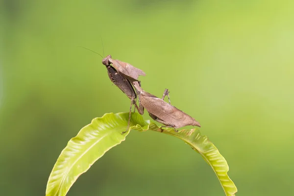 Adult Specimen Ghost Mantis Sitting Green Leaf — Stock Photo, Image