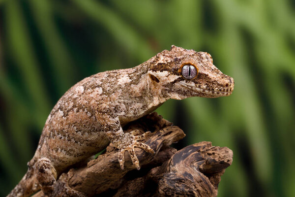 Gargoyle gecko on a dead tree branch