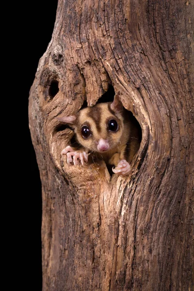 Closeup Sugar Glider Squirrel Peeking Out Tree Hole — Stock Photo, Image