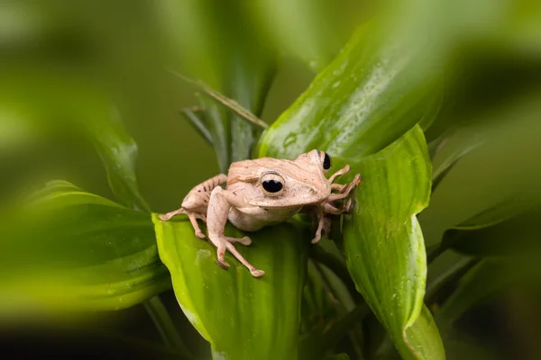 Yeşil Yaprakları Üzerinde Yetişkin Borneo Kulaklı Kurbağa — Stok fotoğraf