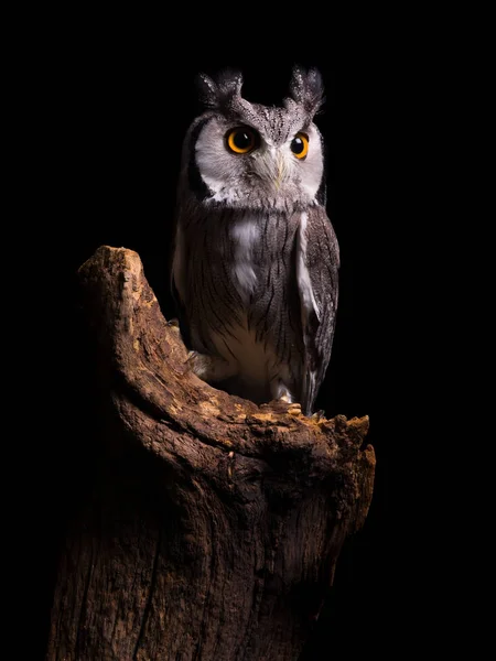 African White Faced Owl sitting on a tree trunk