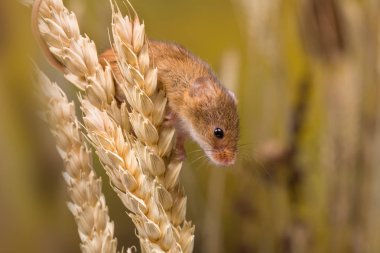 Mikroplar ya da Buğday tarlasında Fare Hasadı