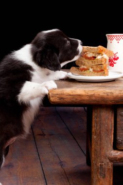 Akıllı kenar kömür ocağı köpek yavrusu yiyecek tablo çalmak