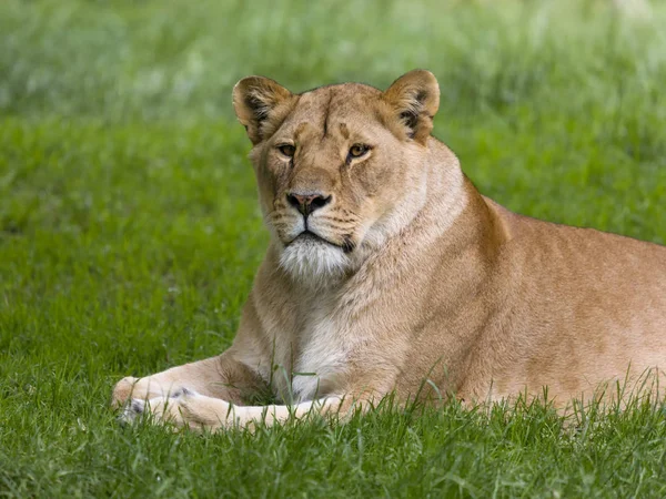 Natürliches Verhalten Junger Afrikanischer Löwin — Stockfoto
