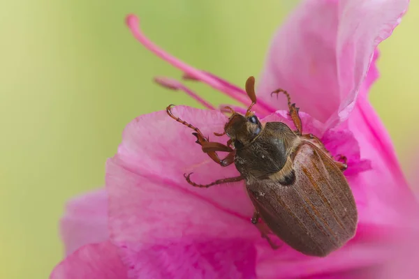 Maybug 或金龟坐在粉红色的花朵在春天 — 图库照片