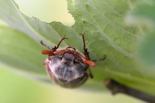 Escarabajo Primavera Comiendo Hojas — Foto de Stock