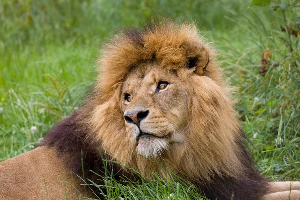 Closeup Των Αρσενικών Αφρικανικό Λιοντάρι Λιβάδια — Φωτογραφία Αρχείου