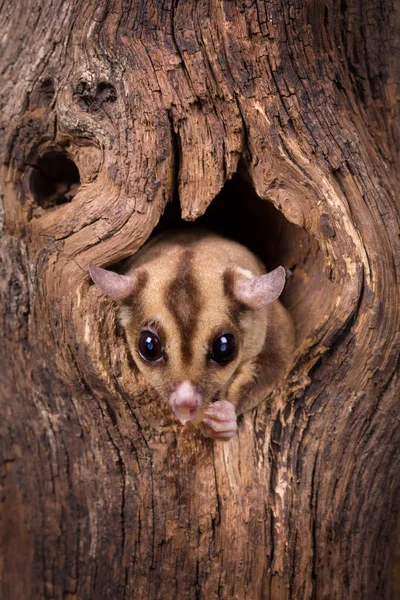 Primer Plano Una Ardilla Planeadora Azúcar Asomándose Desde Agujero Árbol —  Fotos de Stock